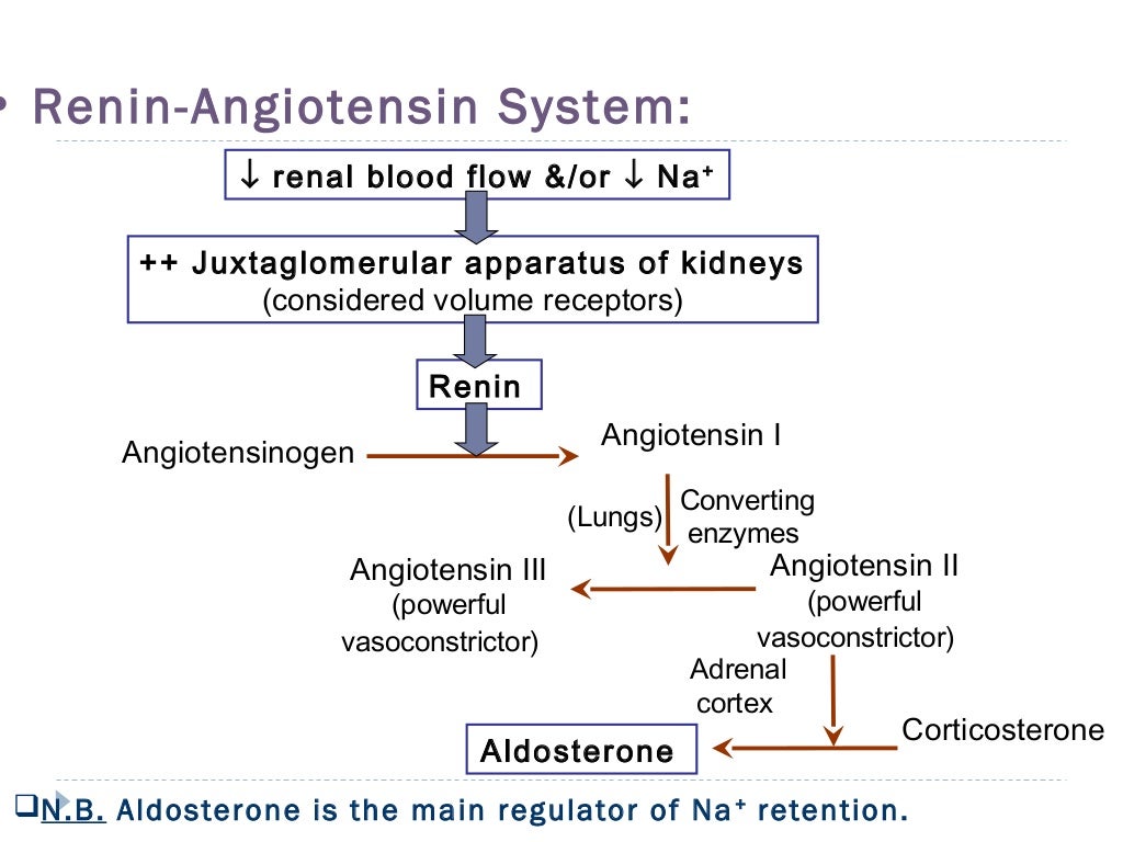 Blood pressure Regulation