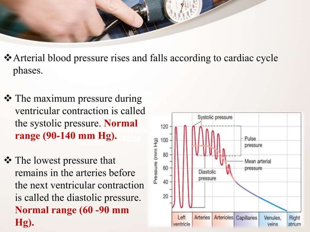 Example Bp Regulation Blood pressure and its regulation | PPTX