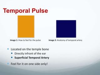 Temporal Pulse



   Image 1: How to feel for the pulse   Image 2: Anatomy of temporal artery



  Located on the temple bone
    Directly infront of the ear
    Superficial Temporal Artery
  Feel for it on one side only!
 
