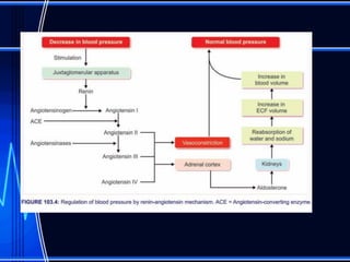 Blood pressure and regulation | PDF