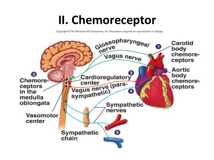blood pressure mechanism blood pressure diagram