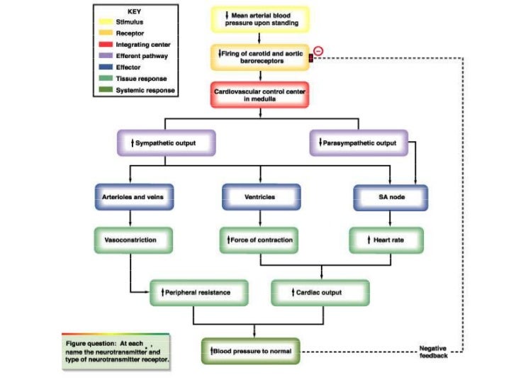 blood pressure mechanism blood pressure diagram