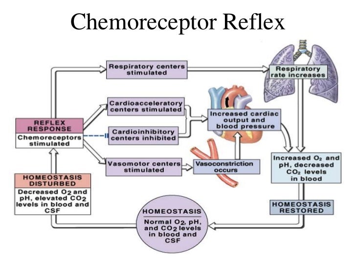 Blood Pressure Regulation Homeostasis