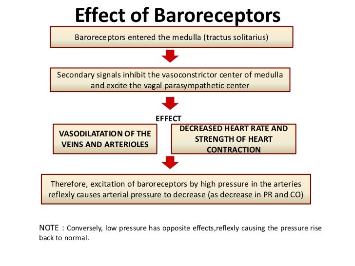 low bp control how Blood mechanism pressure low bp control how Blood mechanism pressure