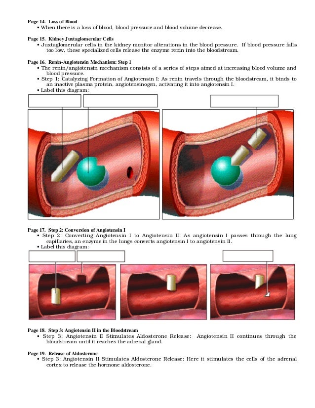 blood-pressure-regulation