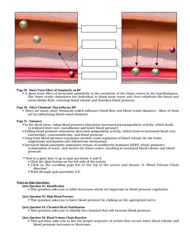 Blood pressure regulation