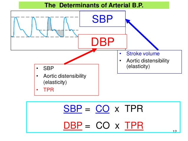 blood-pressure-regulation-2013