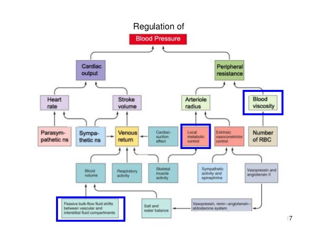 Long term regulation of blood pressure
