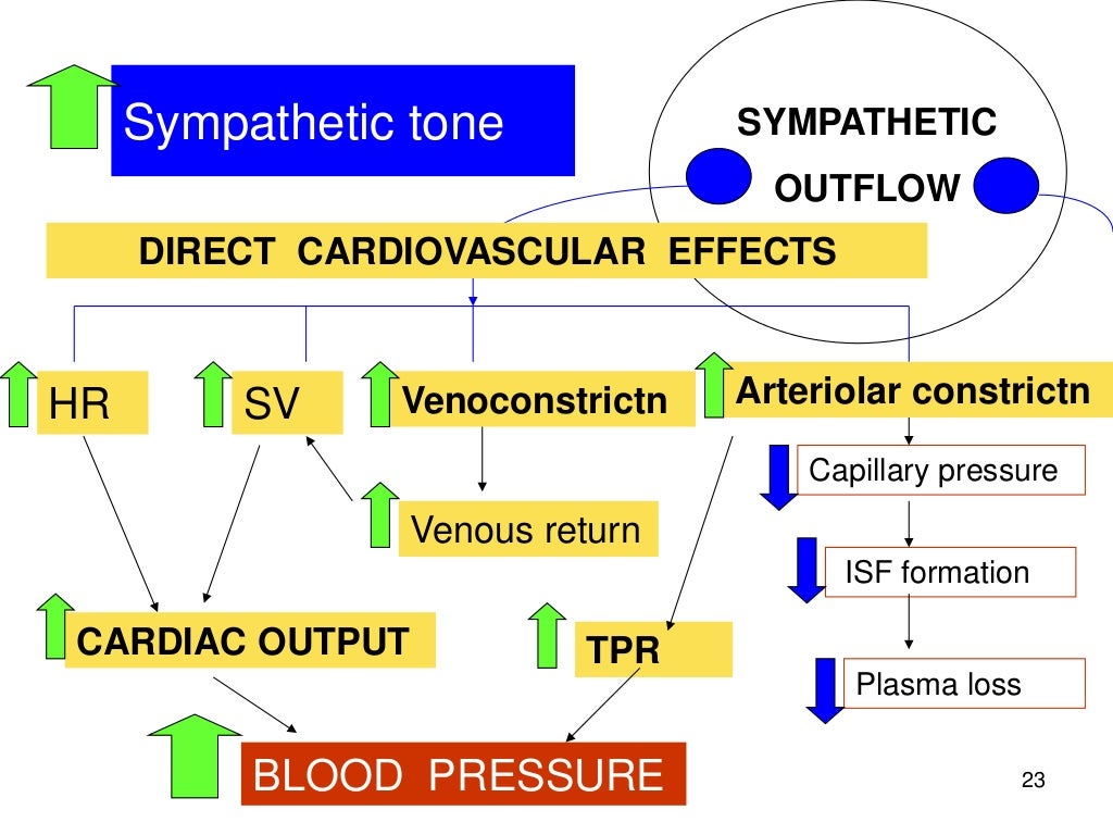 Blood pressure regulation 2013