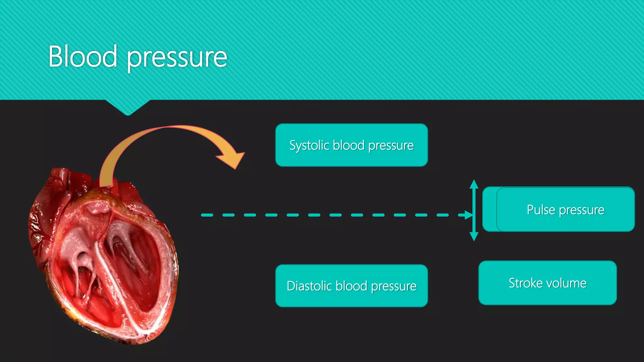 Blood pressure
Systolic blood pressure
Diastolic blood pressure
Mean arterial pressurePulse pressure
Stroke volume
 