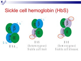 Hbs Structure Blood respiratory function & jaundice | PPT