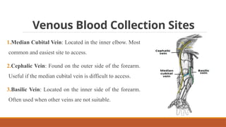 Venous Blood Collection Sites
1.Median Cubital Vein: Located in the inner elbow. Most
common and easiest site to access.
2.Cephalic Vein: Found on the outer side of the forearm.
Useful if the median cubital vein is difficult to access.
3.Basilic Vein: Located on the inner side of the forearm.
Often used when other veins are not suitable.
 