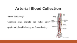 Arterial Blood Collection
Select the Artery:
Common sites include the radial artery
(preferred), brachial artery, or femoral artery.
 