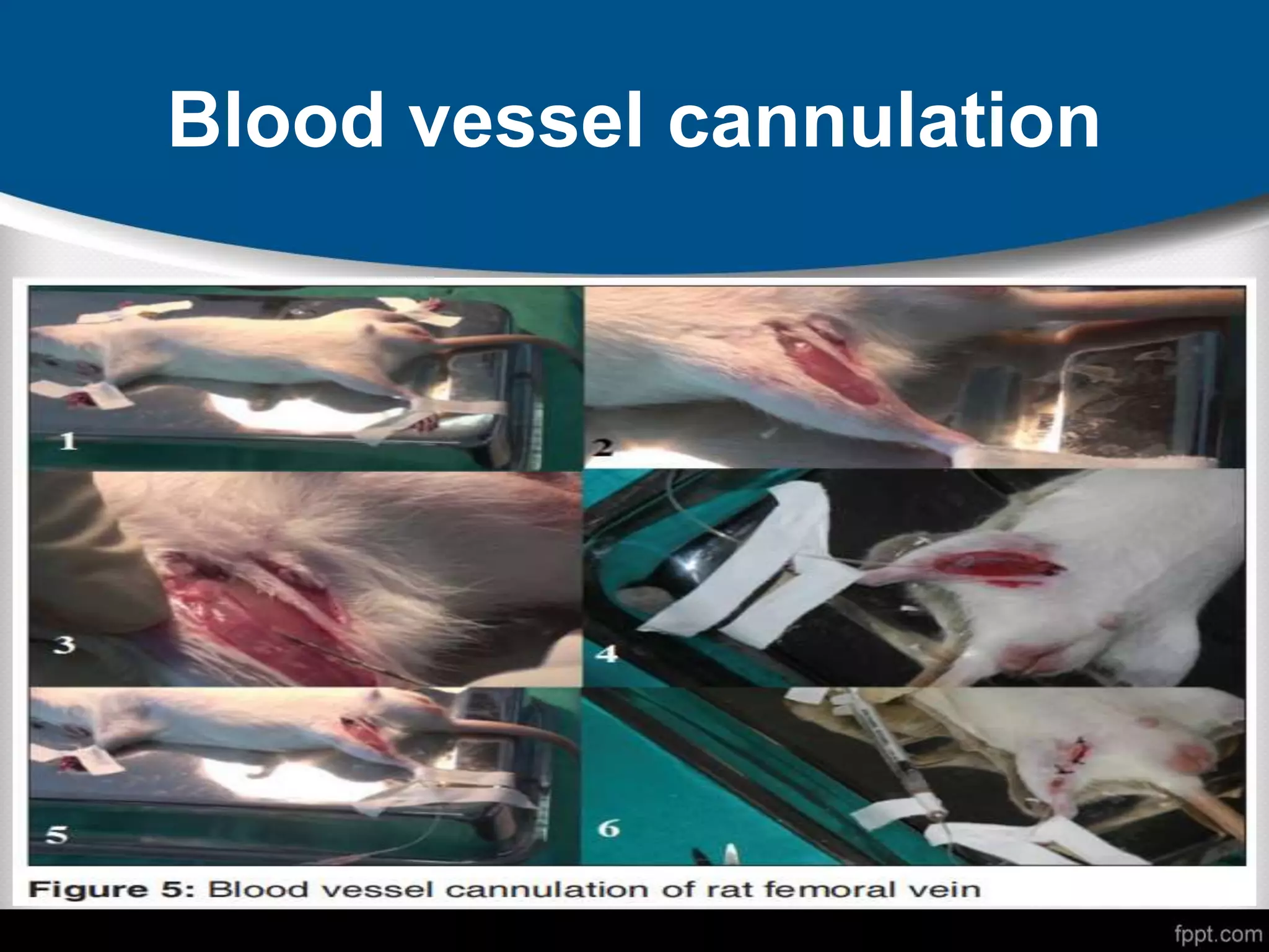Blood vessel cannulation
 