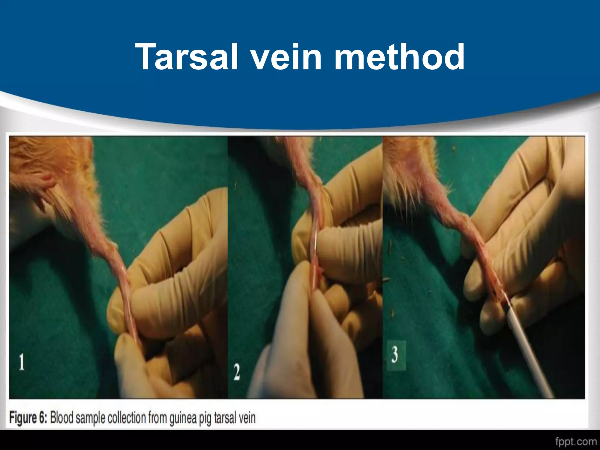Tarsal vein method
 