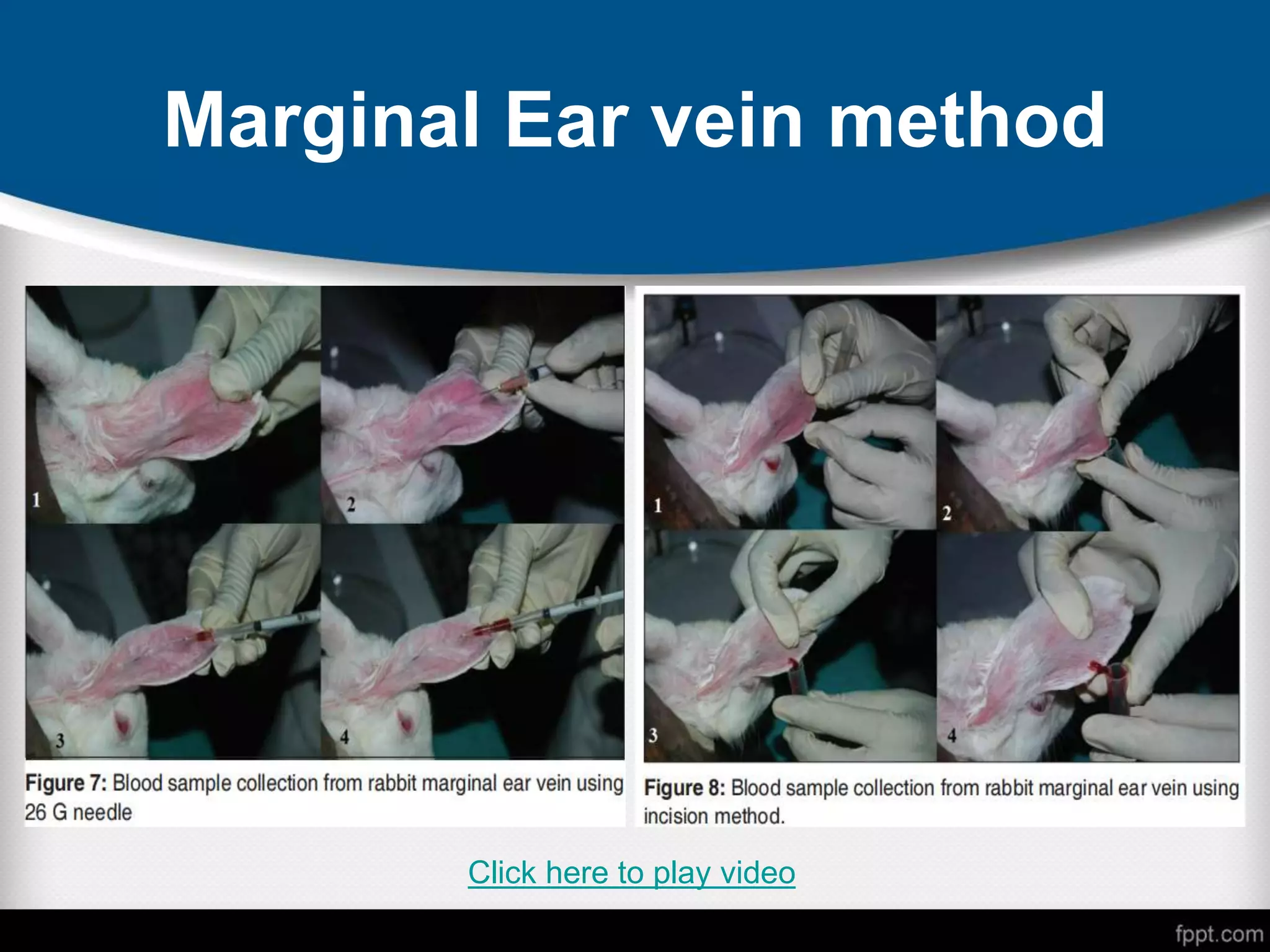 Marginal Ear vein method
Click here to play video
 