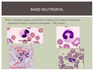 Blood smear evaluation | PPT