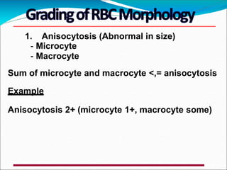 1. Anisocytosis (Abnormal in size)
- Microcyte
- Macrocyte
Sum of microcyte and macrocyte <,= anisocytosis
Example
Anisocytosis 2+ (microcyte 1+, macrocyte some)
 