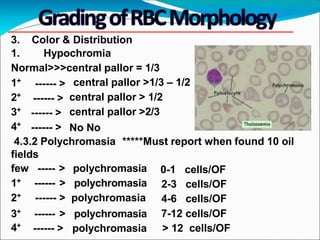 3. Color & Distribution
1. Hypochromia
Normal>>>central pallor = 1/3
1+
2+
3+
4+
------ >
------ >
------ >
------ >
central pallor >1/3 – 1/2
central pallor > 1/2
central pallor >2/3
No No
4.3.2 Polychromasia *****Must report when found 10 oil
fields
0-1 cells/OF
2-3 cells/OF
4-6 cells/OF
few ----- > polychromasia
1+ ------ > polychromasia
2+ ------ > polychromasia
3+ ------ > polychromasia
4+
------ > polychromasia
7-12 cells/OF
> 12 cells/OF
 