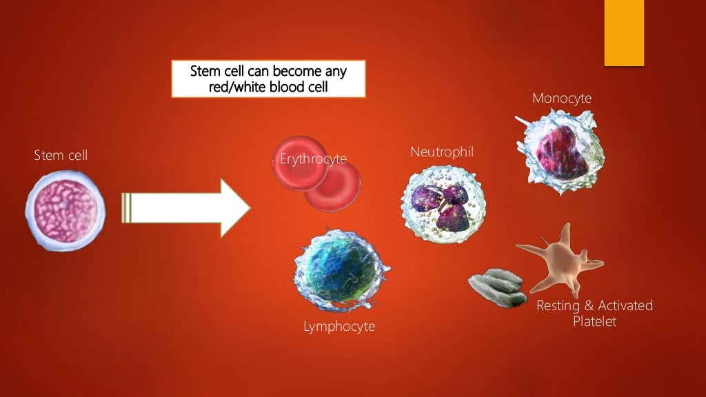 Blood smear preparation, fixation, staining. Veterinary Clinical Exam…