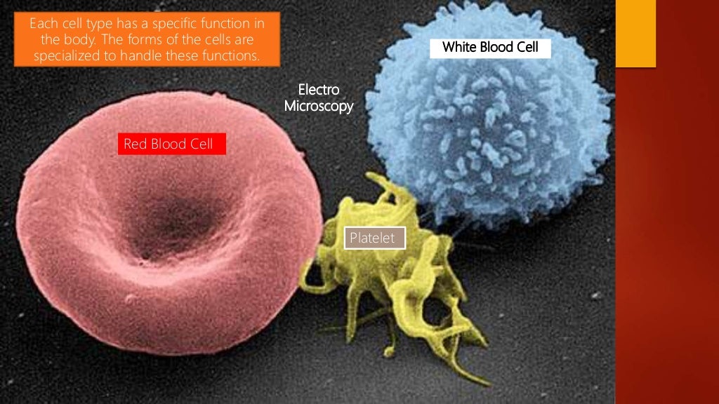 Blood smear preparation, fixation, staining. Veterinary Clinical Exam…