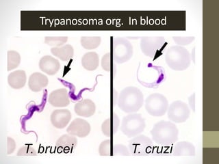 Trypanosoma org. In blood
 
