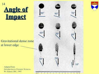 Angle of Impact Adapted from  Introduction to Forensic Sciences , W. Eckert, CRC, 1997 Gravitational dense zone at lower edge 14 90  10  70  20  30  60  50  40  80  