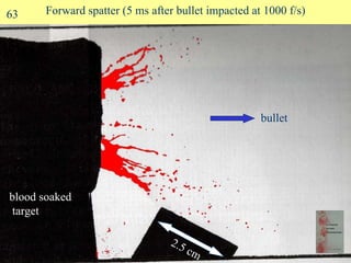 Forward spatter (5 ms after bullet impacted at 1000 f/s) blood soaked target bullet 63 2.5 cm 