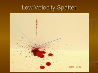 Blood spatter | PPT