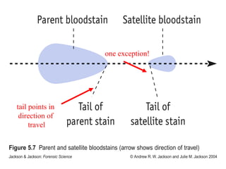 Blood Spatters Analysis | PPT