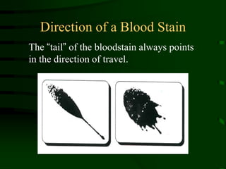Direction of a Blood StainThe “tail” of the bloodstain always points in the direction of travel.