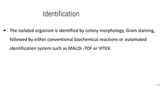 Identification
▰ The isolated organism is identified by colony morphology, Gram staining,
followed by either conventional biochemical reactions or automated
identification system such as MALDI -TOF or VITEK.
38
 
