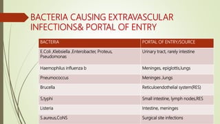 Bloodstream infections& infections causing anaemia | PPTX