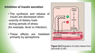 Inhibition of insulin secretion
• The synthesis and release of
insulin are decreased when:
-scarcity of dietary fuels
-during periods of stress
(for example, fever or infection).
• These effects are mediated
primarily by epinephrine
 