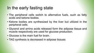 In the early fasting state
• The peripheral cells switch to alternative fuels, such as fatty
acids and ketone bodies.
• Ketone bodies are synthesized by the liver but utilized in the
peripheral cells.
• Glycerol and amino acids released form the adipose tissue and
muscle respectively are used for glucose production.
• Glucose is the main fuel for brain.
• TAG synthesis is decreased in adipose tissues
 
