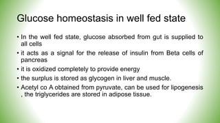 Glucose homeostasis in well fed state
• In the well fed state, glucose absorbed from gut is supplied to
all cells
• it acts as a signal for the release of insulin from Beta cells of
pancreas
• it is oxidized completely to provide energy
• the surplus is stored as glycogen in liver and muscle.
• Acetyl co A obtained from pyruvate, can be used for lipogenesis
, the triglycerides are stored in adipose tissue.
 