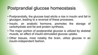 Postprandial glucose homeostasis
• Postprandially, the glucose load elicits a rise in insulin and fall in
glucagon, leading to a reversal of these processes.
• Insulin, an anabolic hormone, promotes the storage of
carbohydrate and fat and protein synthesis.
• The major portion of postprandial glucose is utilized by skeletal
muscle, an effect of insulin-stimulated glucose uptake.
• Other tissues, most notably the brain, utilize glucose in an
insulin-independent fashion.
 