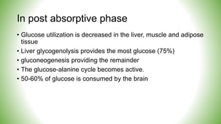 In post absorptive phase
• Glucose utilization is decreased in the liver, muscle and adipose
tissue
• Liver glycogenolysis provides the most glucose (75%)
• gluconeogenesis providing the remainder
• The glucose-alanine cycle becomes active.
• 50-60% of glucose is consumed by the brain
 