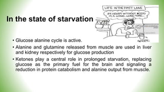 In the state of starvation
• Glucose alanine cycle is active.
• Alanine and glutamine released from muscle are used in liver
and kidney respectively for glucose production
• Ketones play a central role in prolonged starvation, replacing
glucose as the primary fuel for the brain and signaling a
reduction in protein catabolism and alanine output from muscle.
 