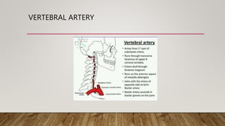 VERTEBRAL ARTERY
 