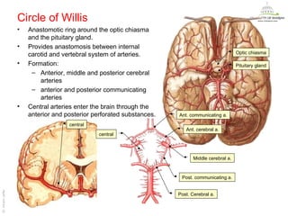 Circle of Willis
                   •   Anastomotic ring around the optic chiasma
                       and the pituitary gland.
                   •   Provides anastomosis between internal
                       carotid and vertebral system of arteries.                                   Optic chiasma

                   •   Formation:                                                                  Pituitary gland
                        – Anterior, middle and posterior cerebral
                           arteries
                        – anterior and posterior communicating
                           arteries
                   •   Central arteries enter the brain through the
                       anterior and posterior perforated substances.   Ant. communicating a.

                                     central
                                                                          Ant. cerebral a.
                                                central




                                                                              Middle cerebral a.



                                                                        Post. communicating a.
Dr. Akram Jaffar




                                                                       Post. Cerebral a.


                                                                                                               Dr. Akram Jaffar
 