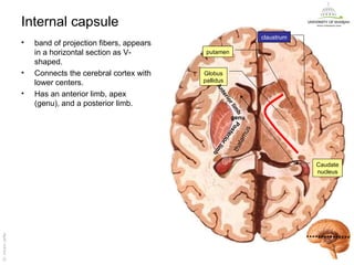 Internal capsule
                                                                                   claustrum
                   •   band of projection fibers, appears
                       in a horizontal section as V-         putamen
                       shaped.
                   •   Connects the cerebral cortex with    Globus
                       lower centers.                       pallidus




                                                                An
                   •   Has an anterior limb, apex




                                                                  te
                                                                    rio
                       (genu), and a posterior limb.




                                                                        rl
                                                                         im
                                                                             b
                                                                         genu




                                                                        P os

                                                                              us
                                                                             te
                                                                             lam
                                                                       rio
                                                                 rl

                                                                         t ha
                                                                    im
                                                                b
                                                                                               Caudate
                                                                                               nucleus
Dr. Akram Jaffar




                                                                                                Dr. Akram Jaffar
 
