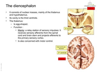 The diencephalon
                                                                                                         thalamus

                   •   It consists of nuclear masses, mainly of the thalamus
                       and hypothalamus.
                   •   Its cavity is the third ventricle.
                   •   The thalamus:
                         – Is egg-shaped.
                         – Function :
                                                                                         3rd ventricle
                              • Mainly: a relay station of sensory impulses: It
                                 receives sensory afferents from the spinal
                                 cord and brain stem and projects efferents to
                                 the primary sensory cortex.
                              • Is also concerned with motor control.

                                                                          Interventricular
                                                                              foramen


                                                                            3rd ventricle


                                                                              thalamus
Dr. Akram Jaffar




                                                                                                         Dr. Akram Jaffar
 