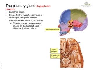 The pituitary gland (hypophysis
                   cerebri)
                   •   Endocrine gland.
                   •   Situated in the hypophyseal fossa of
                       the body of the sphenoid bone.
                   •   Is closely related to the optic chiasma:
                         – Tumors may produce pressure
                            effects on the adjacent optic
                            chiasma  visual defects.             Hypophyseal fossa




                                                                          Optic
                                                                         chiasma

                                                                         Hypophysis
                                                                           cerebri
Dr. Akram Jaffar




                                                                                      Dr. Akram Jaffar
 