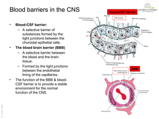 Blood barriers in the CNS                Blood-CSF barrier



                   •   Blood-CSF barrier:
                         – A selective barrier of
                           substances formed by the
                           tight junctions between the
                           choroidal epithelial cells.
                   •   The blood brain barrier (BBB)
                         – A selective barrier between
                           the blood and the brain
                           tissue.
                         – Formed by the tight junctions
                                                                          BBB
                           between the endothelial
                           lining of the capillaries.
                   •   The function of the BBB & blood-
                       CSF barrier is to provide a stable
                       environment for the normal
                       function of the CNS.
Dr. Akram Jaffar




                                                                                Dr. Akram Jaffar
 