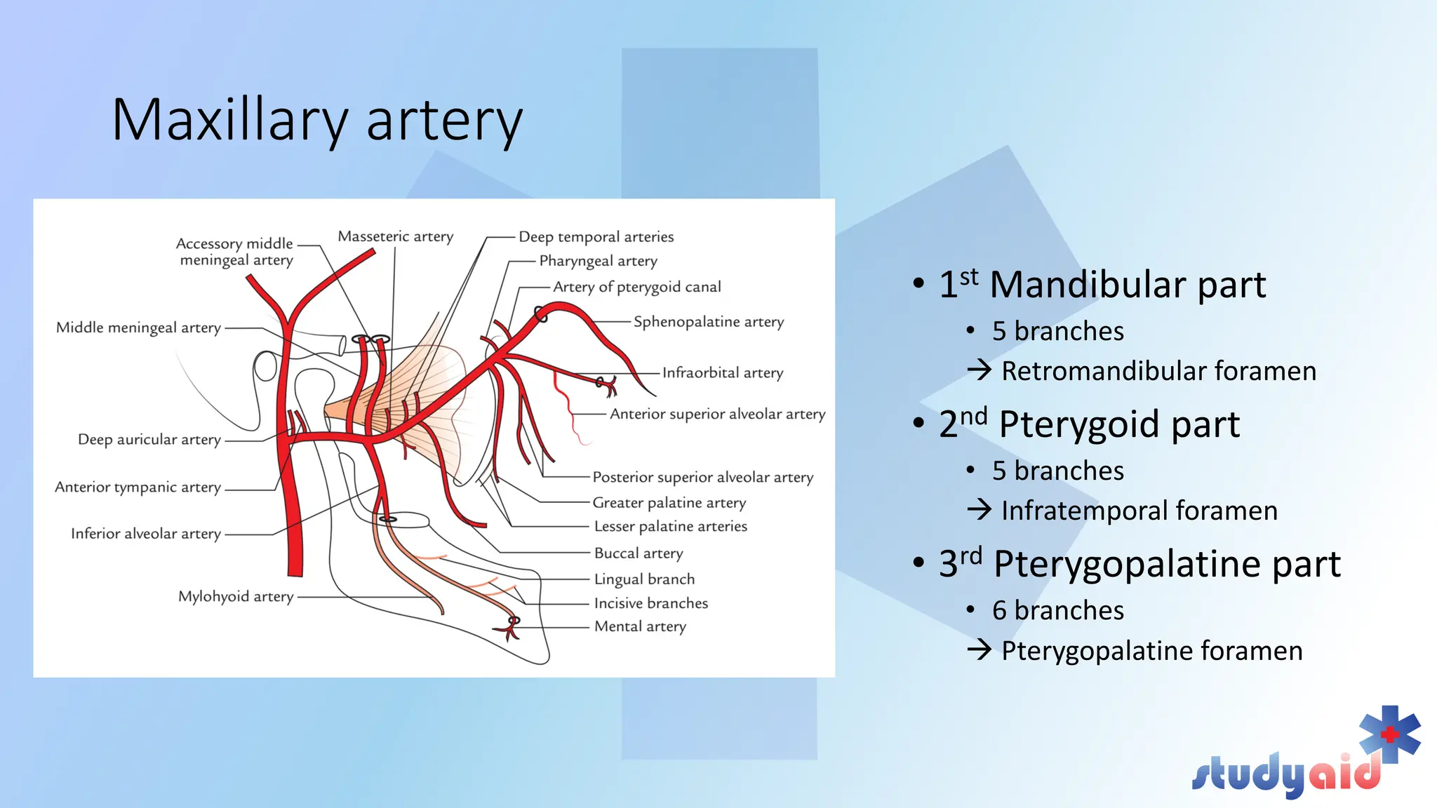 Blood supply head and neck by bb chaurasya | PDF