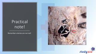 Blood supply head and neck by bb chaurasya | PDF