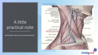 Blood supply head and neck by bb chaurasya | PDF