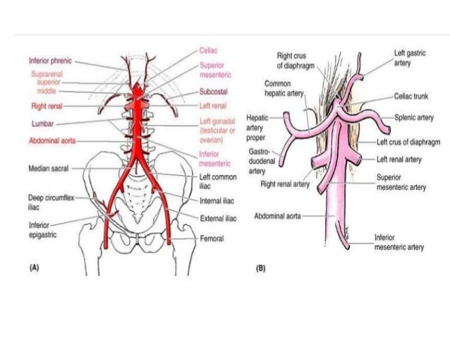 Blood supply, lymphatic drainage and nerves of the gastrointestinal s…
