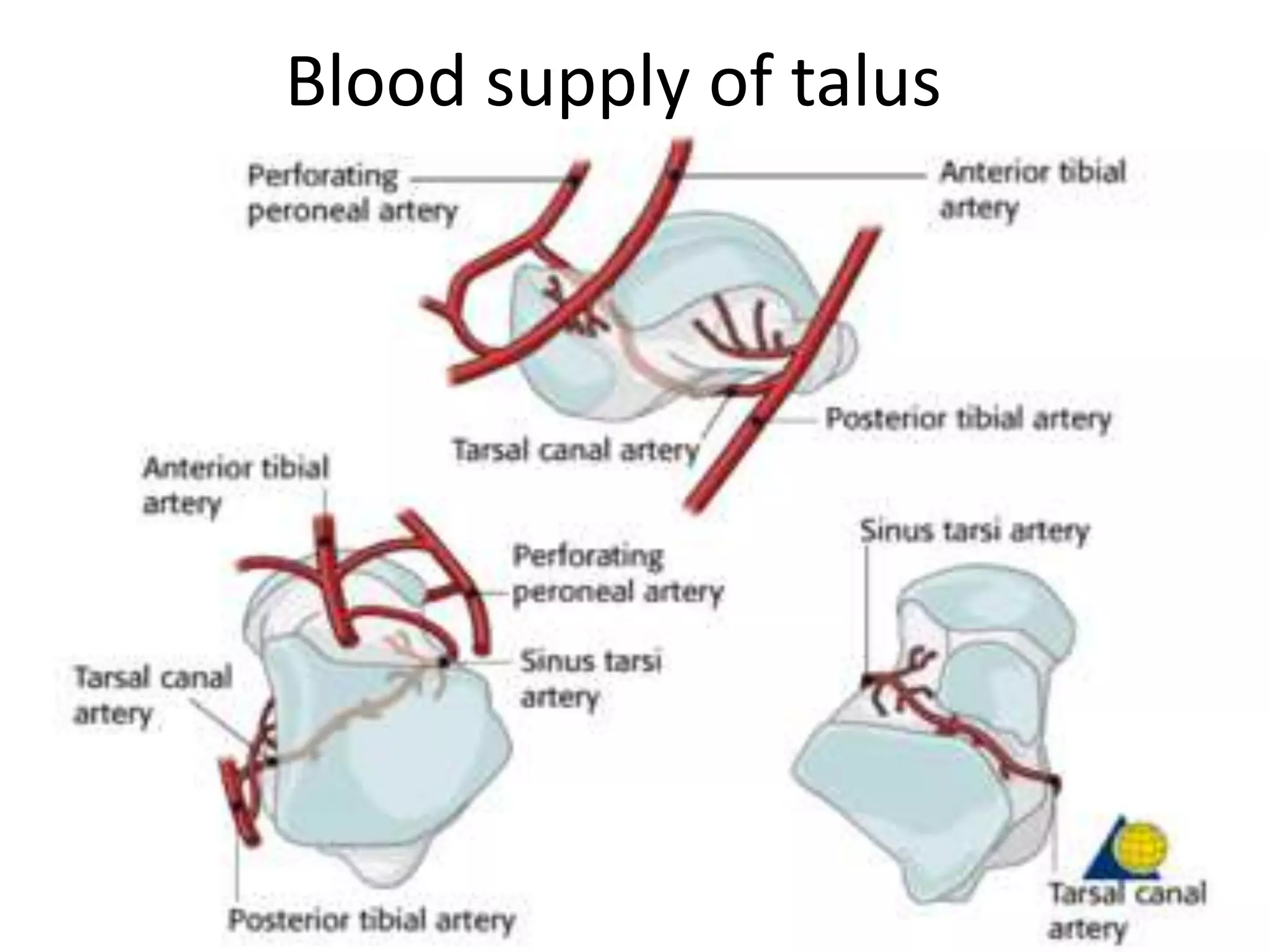 Blood supply of long bones | PPTX